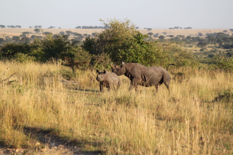 Rhino seen on Big 5 Safari, Tanzania