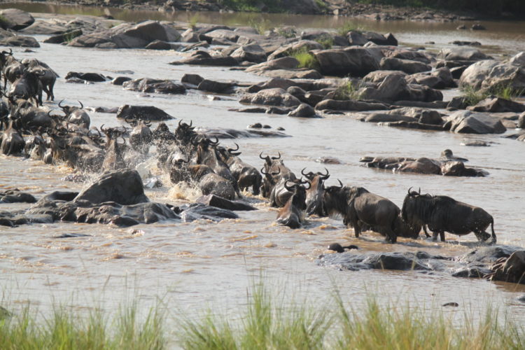 Wildebeest Crossing, Tanzania, Great migration safaris, wildebeest migration safari