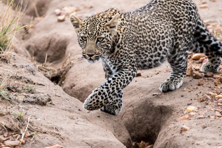 Kenya Safari wildlife safari leopard . Kenya safari holiday news