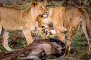 Africa travel specialists, Kenya Safari wildlife safari lions