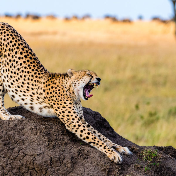 Africa travel specialists, Kenya Safari cheetah safari wildlife safari