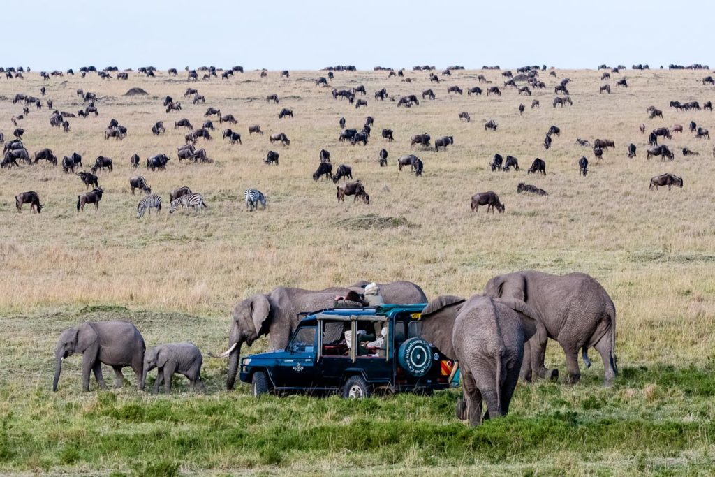 elephants and more, Kenya Safari, wildlife safari, great migration safaris, africa four wheel drive safaris