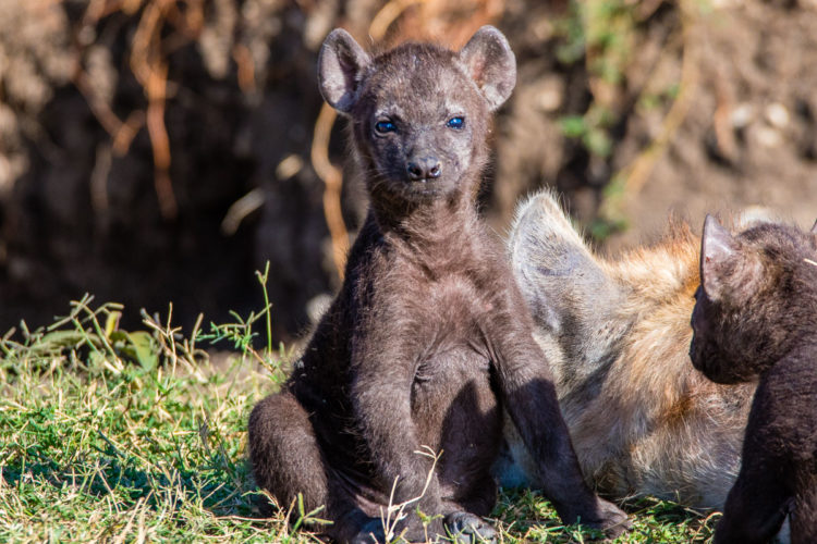 Kenya Safari wildlife safari hyena