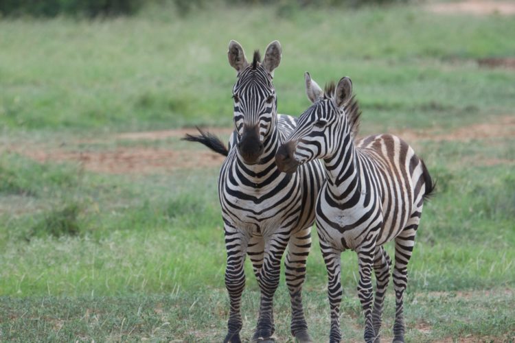 Kenya travel guide, Kenya wildlife safari watching with zebra