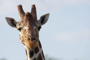 Kenya travel guide, Masai Mara Safari, Fantastic giraffe spotting on safari in Mara North