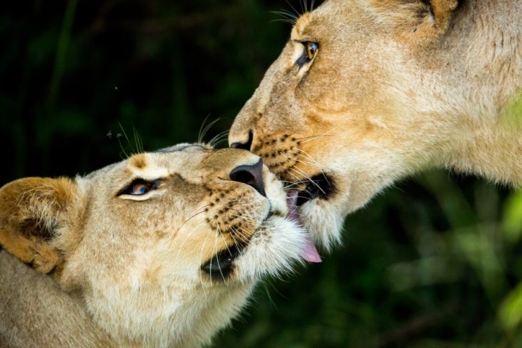 Botswana Safaris botswana luxury safaris lions linyanti