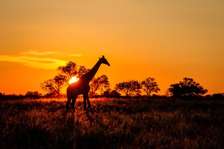 Giraffe at Sunset, Linyanti, Botswana, International Holidays Destination Africa, botswana holiday itineraries