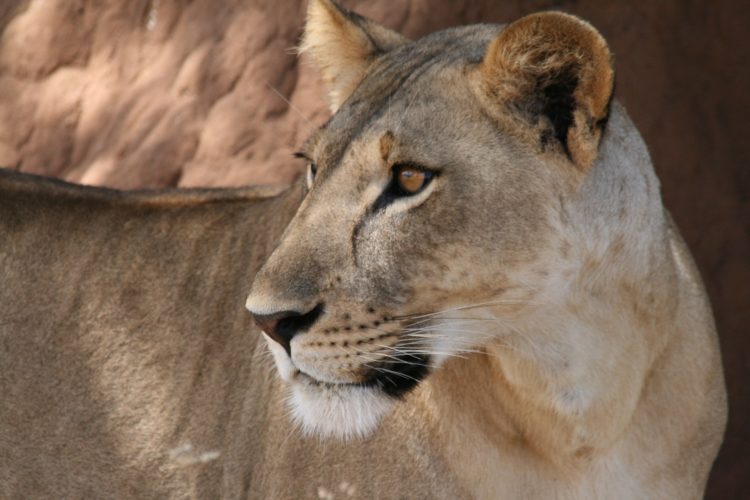 Lion, Big 5 Safari East Africa.