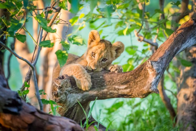 Okavango Delta Travel Guide