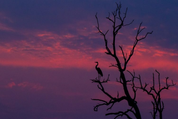 Okavango Delta Travel Guide, Skyline, Little Vumbura, Okavango Delta, Botswana
