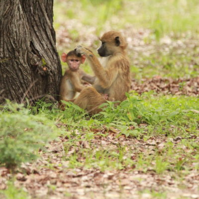 Liwonde Safari monkeys