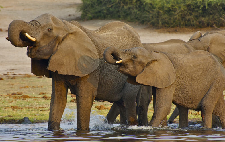 elephants lower zambezi