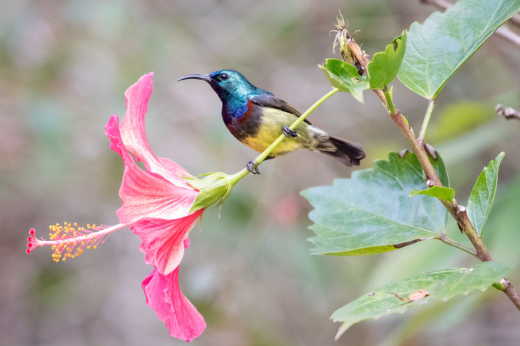 tiny bird, birding safaris, madagscar holidays