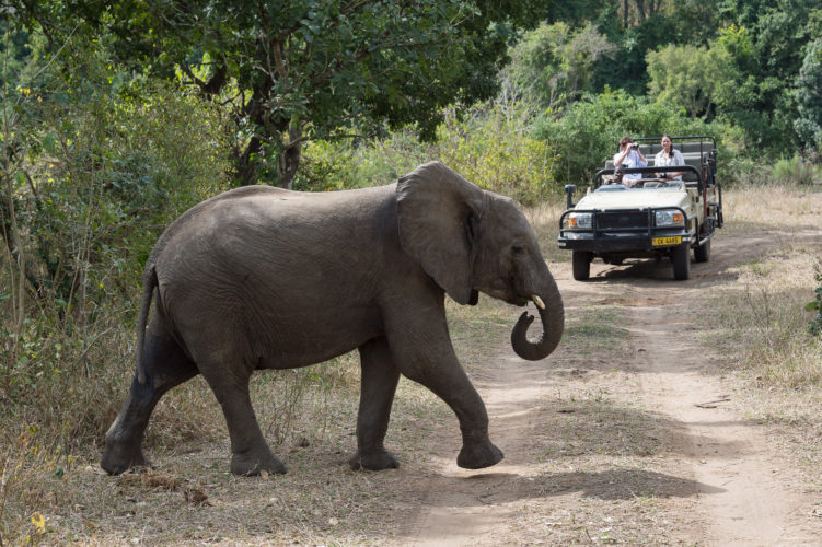 Wildlife safaris in Africa, Elephant, Malawi 