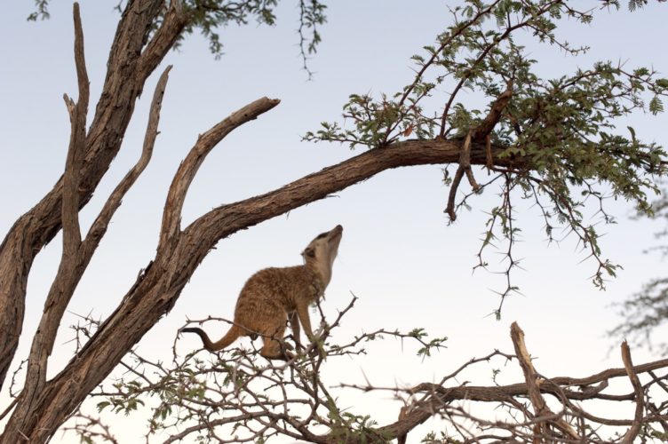 South Africa Travel Guide, Meerkat, South Africa