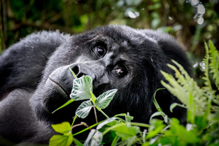 gorilla trekking in Africa, uganda safari Gorilla trekking Bwindi