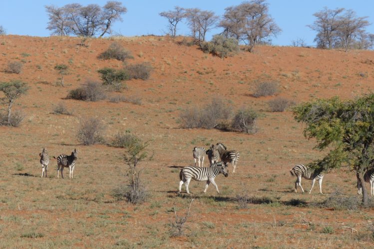 South Africa Travel Guide, Zebras, Tswalu, South Africa