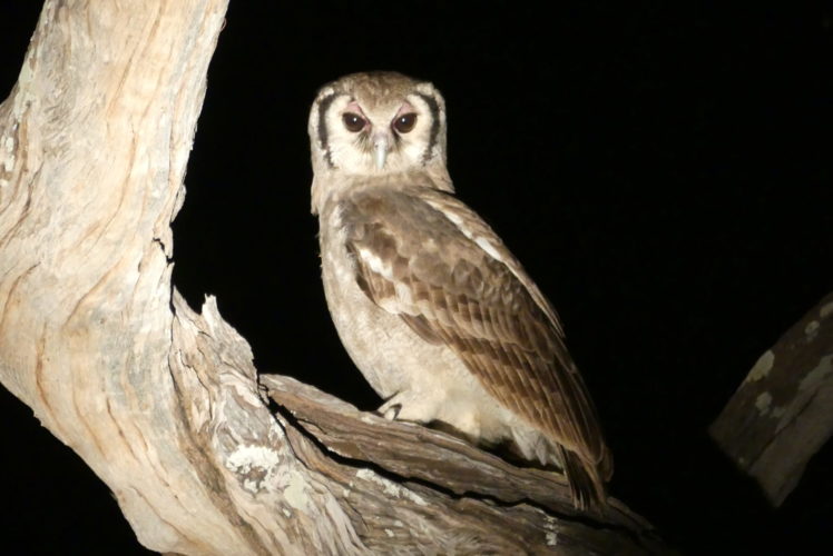 owl south Luangwa natioanl park