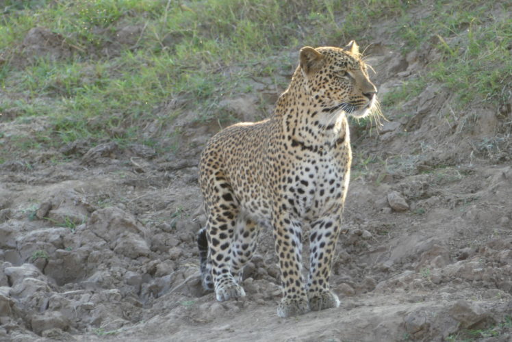 Leopard south Luangwa natioanl park