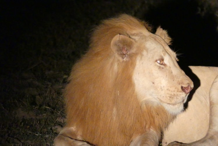 Lion south Luangwa natioanl park