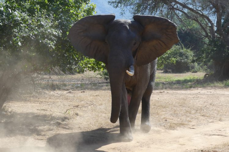 Elephant sighting, Zambia
