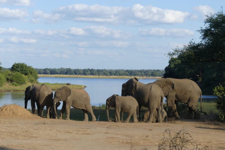Elephants near Zambezi River , Zambia
