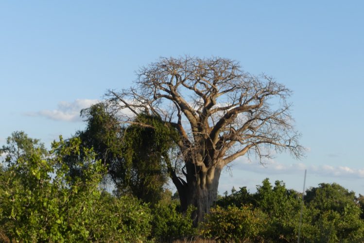 Lower Zambezi National Park, Zambia