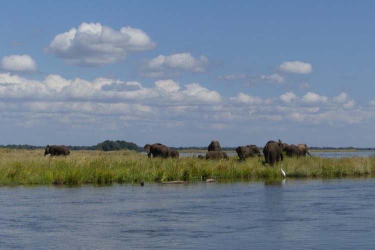 Elephants at Zambezi River, Zambia
