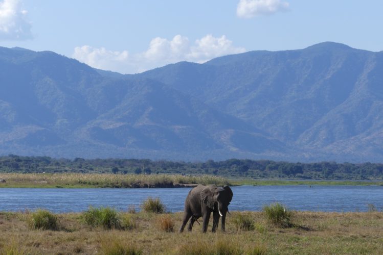 Zimbabwe Safari Elephant Mana Pools, safaris in Zimbabwe, Southern Africa safari, African Wildlife tours, wildlife safaris in southern africa, Zimbabwe, Victoria Falls, Family safari holiday packages from Australia