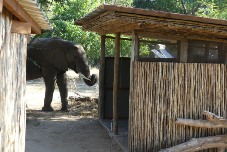 Mana Pools Zimbabwe Safari elephant