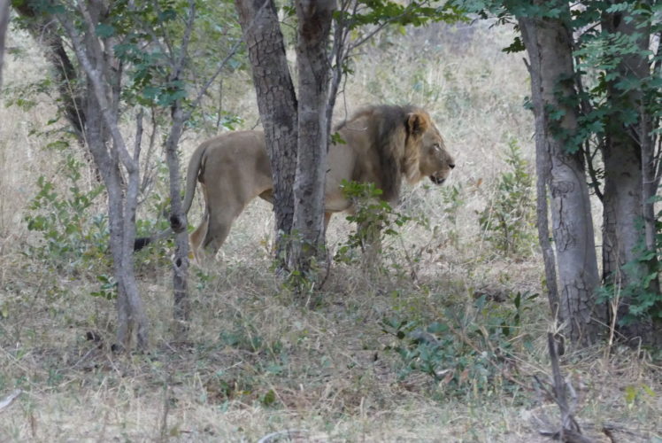 Hwange Safari, Lion Zimbabwe Safari
