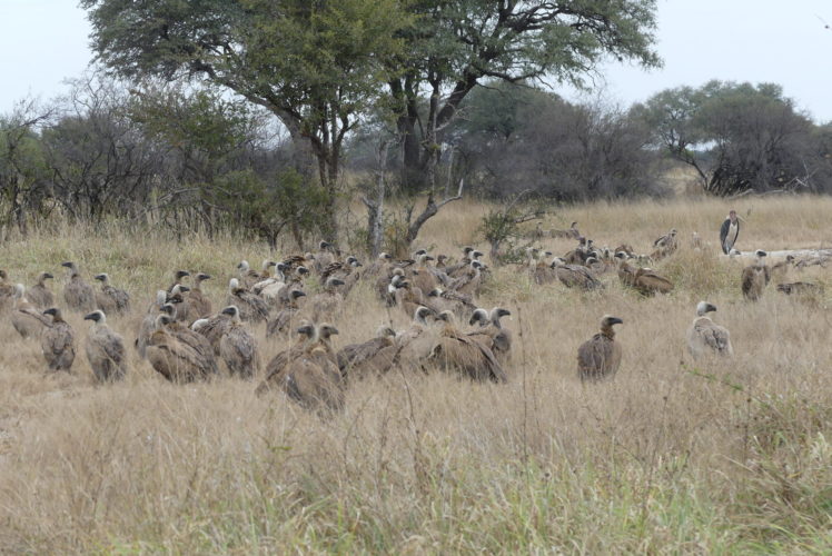 Hwange Safari, Wildlife zimbabwe safari