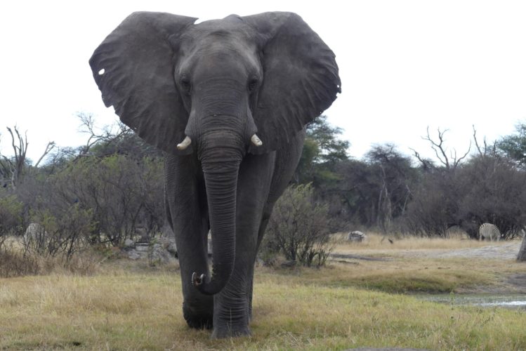 Elephant sighting at Hwange National Park, Zimbabwe