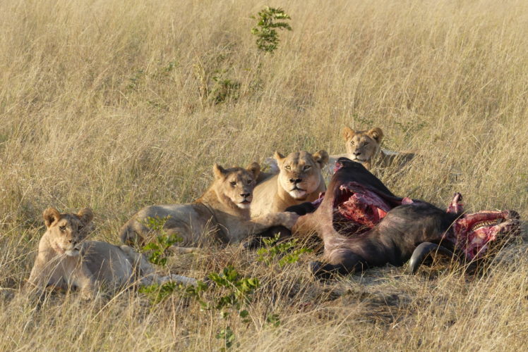 Hwange Safari, lion Zimbabwe safari