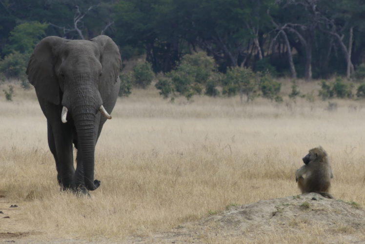 Hwange Safari, Elephant Zimbabwe Safari