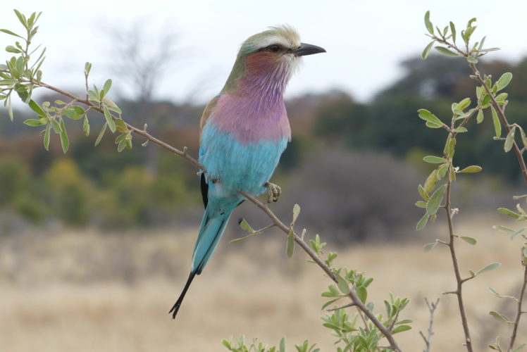 Hwange Safari, Birding Zimbabwe Safari