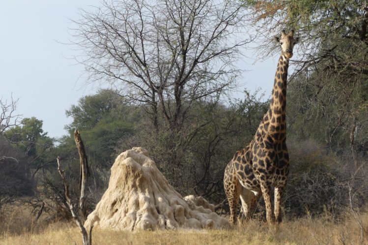 Giraffe spotted on Safari at Hwange National Park,Zimbabwe