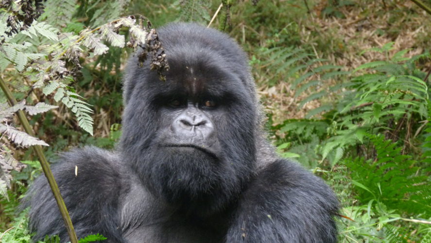Up Close to Gorillas in Rwanda