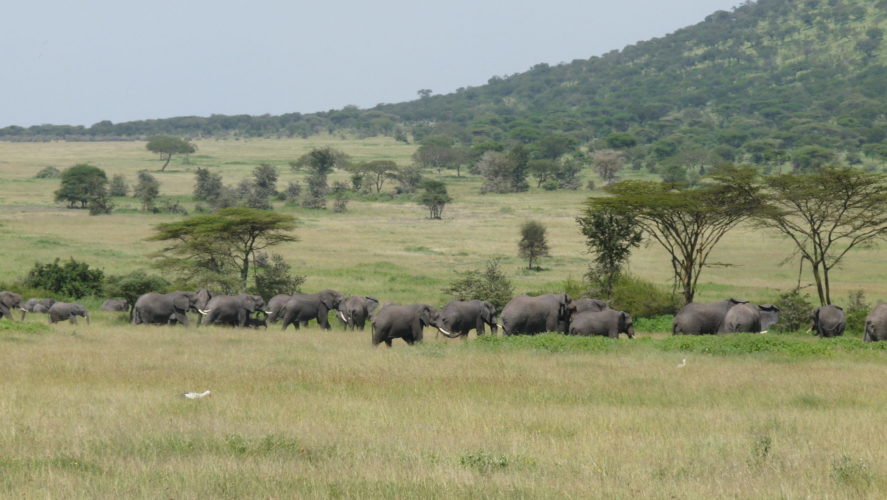 Elephant in Serengeti, Tanzania