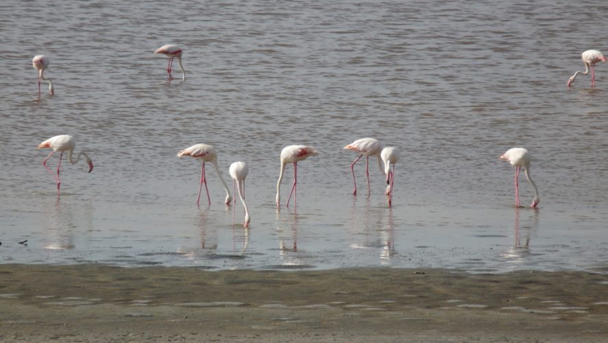 Flamingoes, Serengeti Tanzania