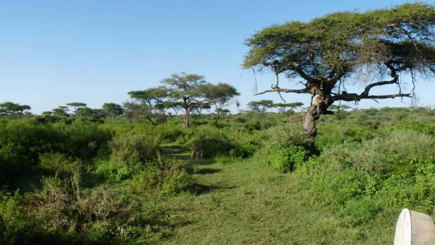 Ngorongoro Luxury safari