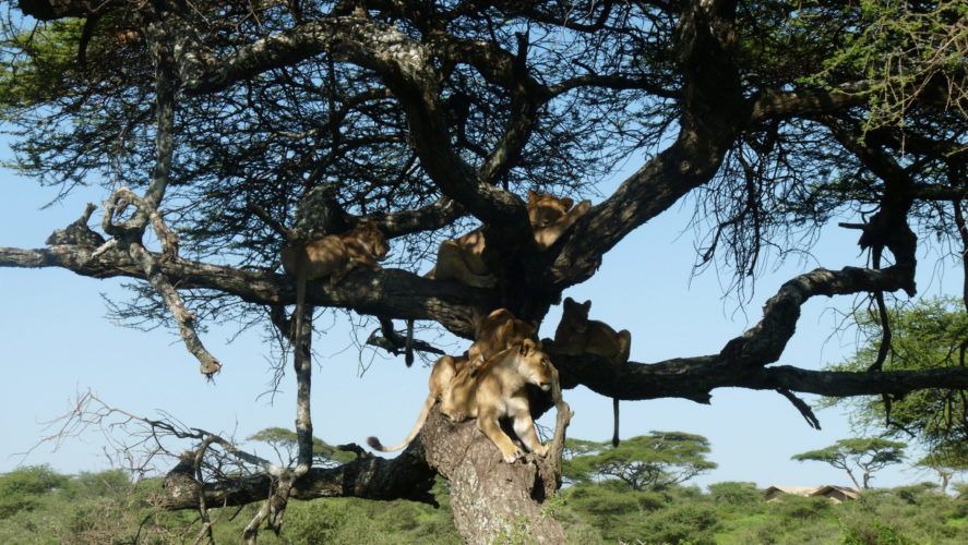Ngorongoro Luxury safari