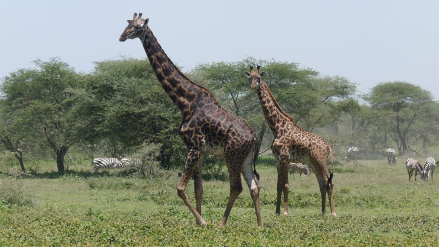 Giraffe sotted in Serengeti Tanzania