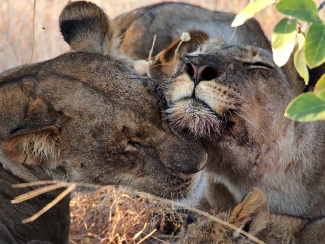 Lions seen on Big 5 Safari
