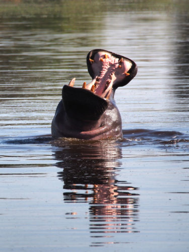 Yawning Hippo seen on Safari