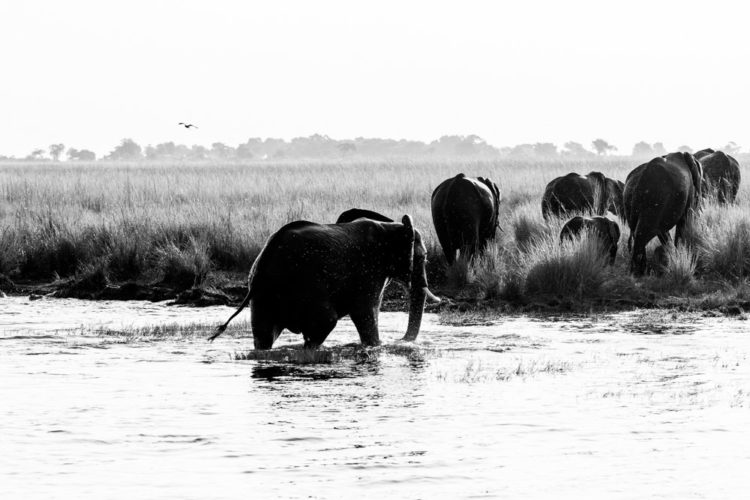 Chobe Safari, Chobe, Botswana