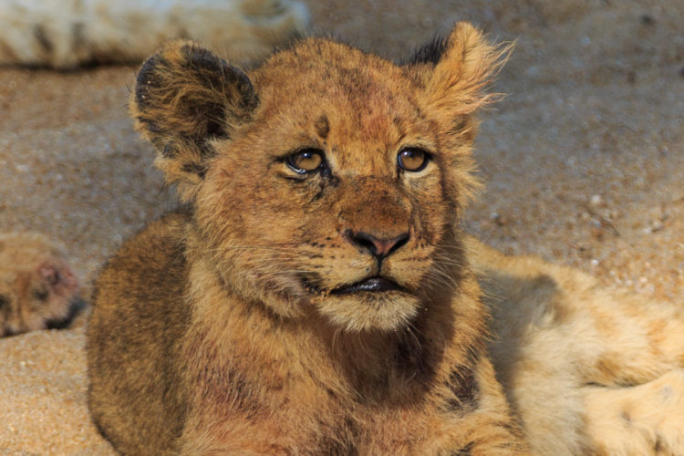 Lion Cub Big Five safaris, Sabi Sands South Africa safaris
