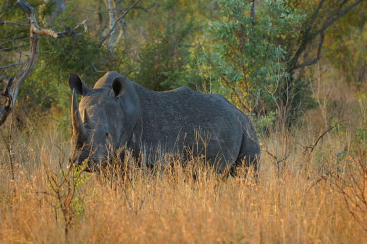 rhino wildlife safari south africa