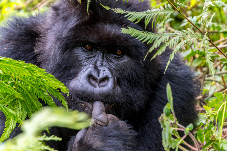 Rwanda safari gorilla trekking