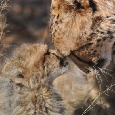 Big Seven Safari, cheetah and cub wildlife safari